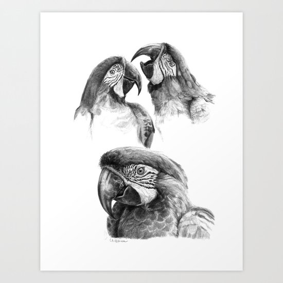 Macaw study SK0114 Art Print