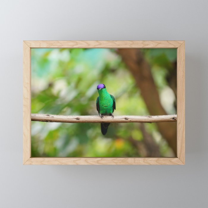 Violetcapped Woodnymph Hummingbird Framed Mini Art Print