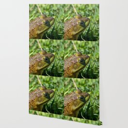 Green Frog closeup Wallpaper