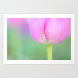 Pink tulip / close-up Art Print