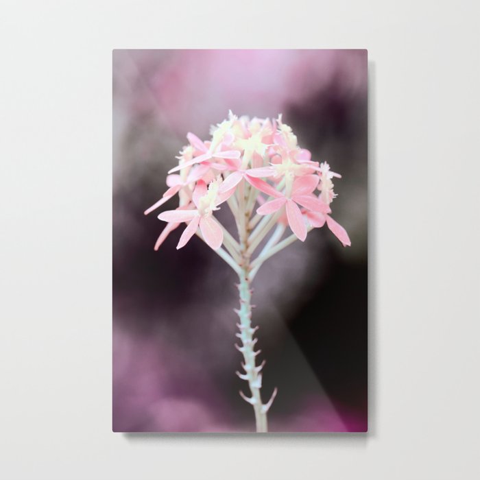 Moody Pink Tone On Epidendrum Radicans Orchid Close Up Metal Print