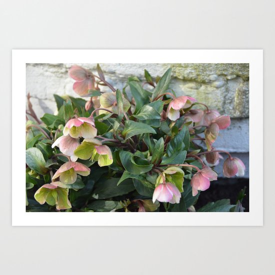 Pink flowers against an old brick wall Art Print