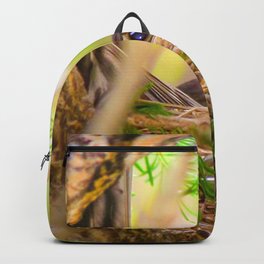Baby Robin Bird Backpack | Wildllife, Spring, Hdr, Birds, Photo, Digital, Nest, Babyrobinbirds, Nature, Birdsnesting 