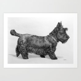 Scottish Terrier Art Print