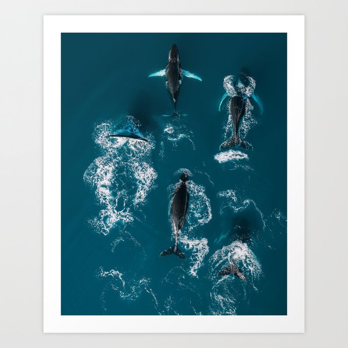 Humpback Whales In The Arctic Art Print
