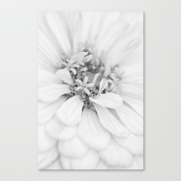 Zinnia Flower Macro High Key Black And White Canvas Print