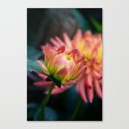 Beauty In Petals  Canvas Print