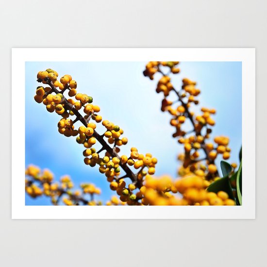Winter Cherry Blossoms Art Print