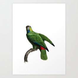 Vintage Festive Amazon Parrot Bird Illustration Art Print