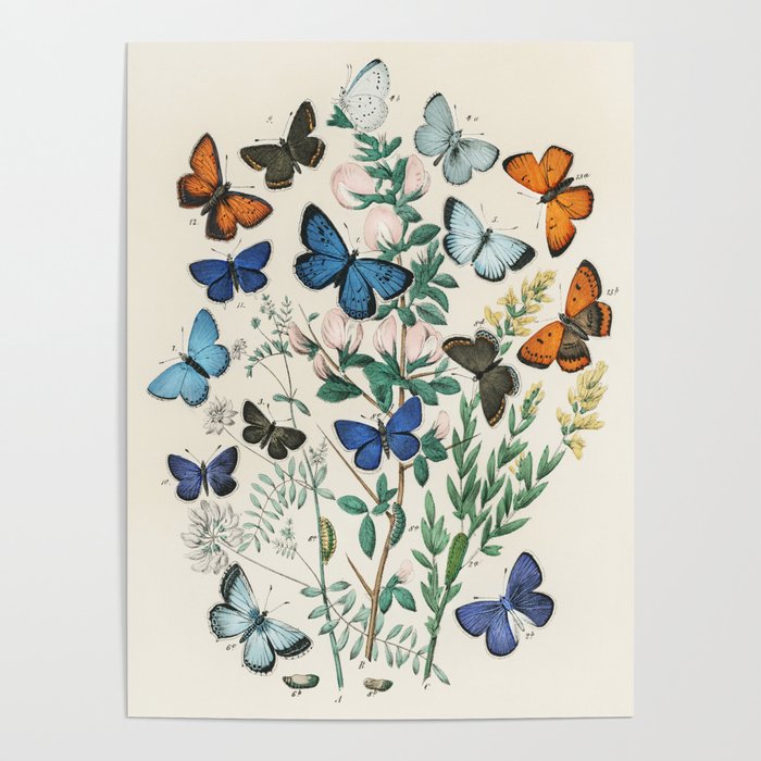 Vintage Scientific Illustration Butterfly Botanical Floral Lithograph Encyclopaedia Diagrams  Poster
