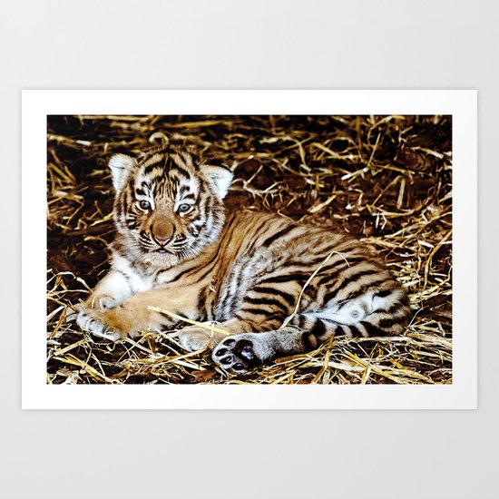 Baby Tiger Art Print