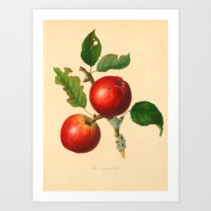 The Cowarne Red Apple (1811) Art Print