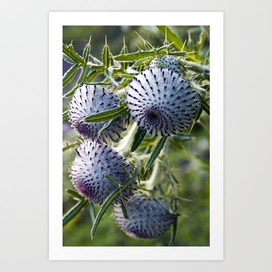 Blue Thistle Heads - Botanical Garden - Berlin Art Print
