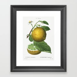Vintage Lemon Poster Framed Art Print