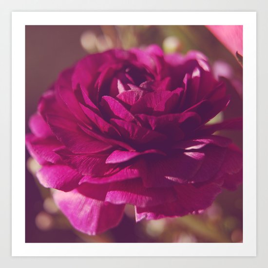 Crimson Rose Art Print