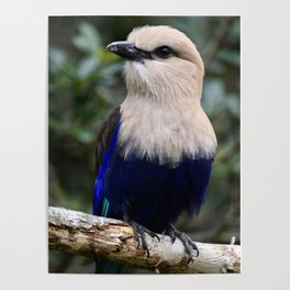 Beautiful Blue Bellied Roller  Poster