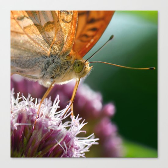 Butterfly macro 67 Canvas Print
