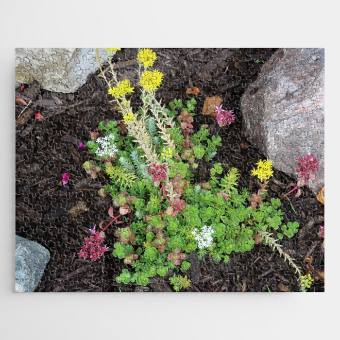 Succulent Ground Cover Jigsaw Puzzle