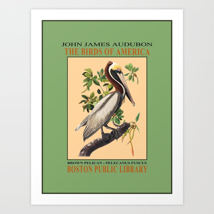 Brown Pelican by J.J. Audubon (EP) Art Print