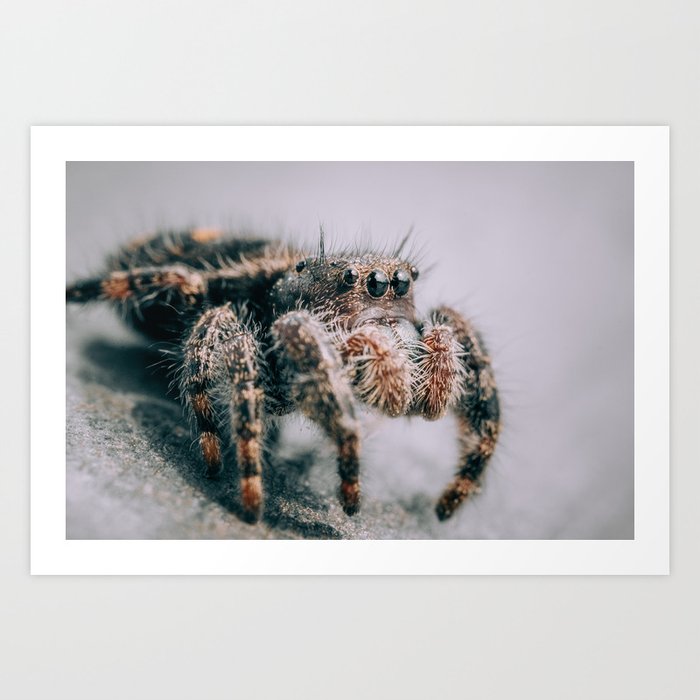 Fuzzy Jumping Spider Macro Photography Art Print