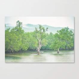 Mangrove forest scenery  Canvas Print
