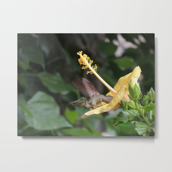 Hibiscus and Visitor Metal Print