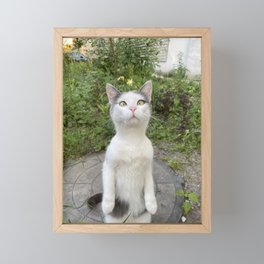 Curious cat Framed Mini Art Print