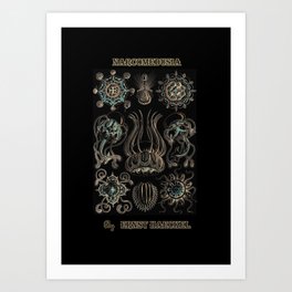 “Narcomedusia” from “Art Forms of Nature” by Ernst Haeckel Art Print
