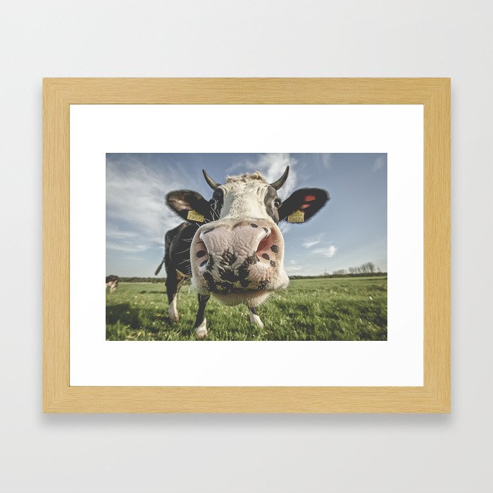 Inquisitive Cow Framed Art Print