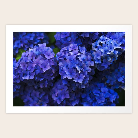 Hortensia Art Print