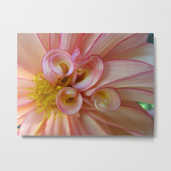 Dahlia 89 Metal Print