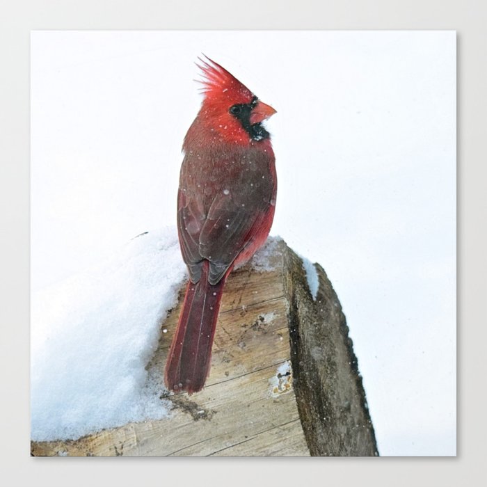 Snow, Snow, Snow! Northern Cardinal on a Snowy Log Canvas Print