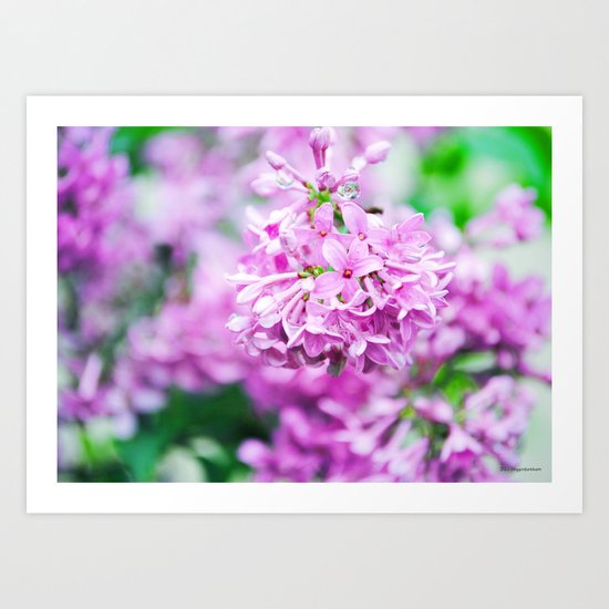 After the Rain Art Print