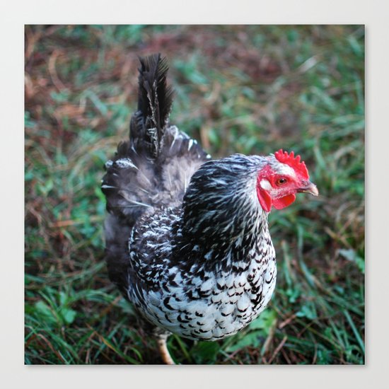 Hen Canvas Print