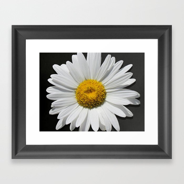 Contemporary White Daisy on Grey Pop Of Yellow Art A490 Framed Art Print