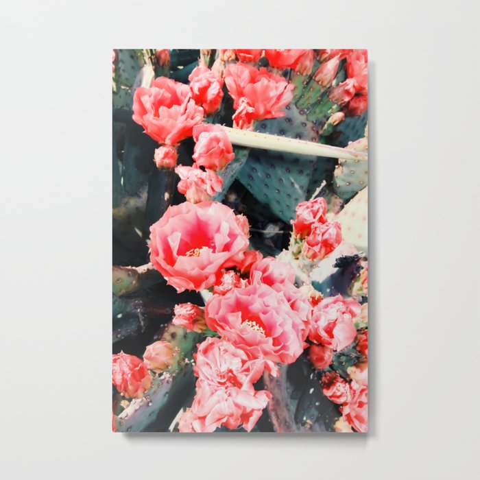 closeup blooming red cactus flower texture background Metal Print
