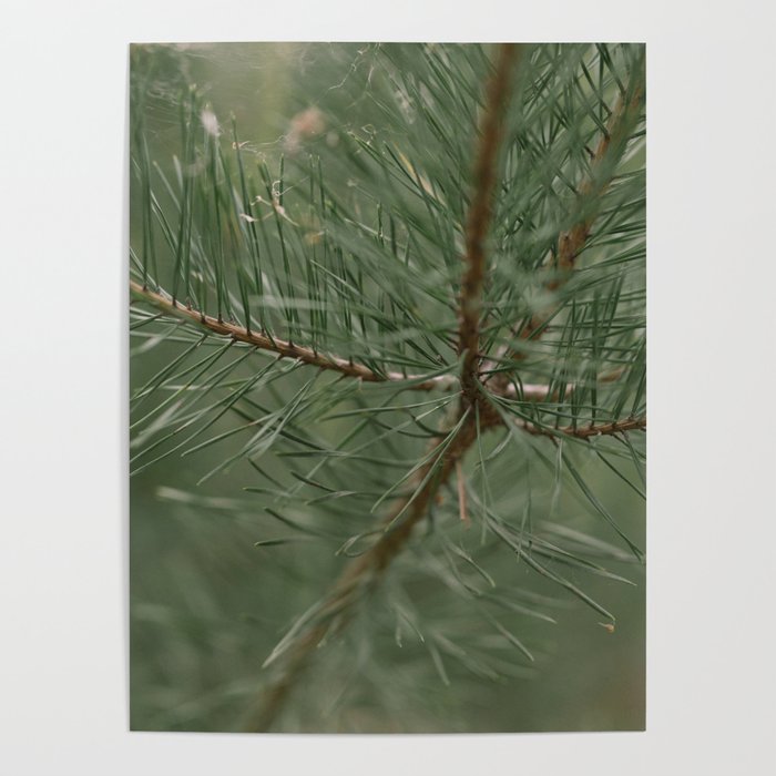 pine tree composition no.1 Poster
