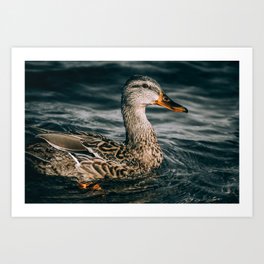 Female Mallard Duck, Embraces the Freezing Water Photograph Art Print