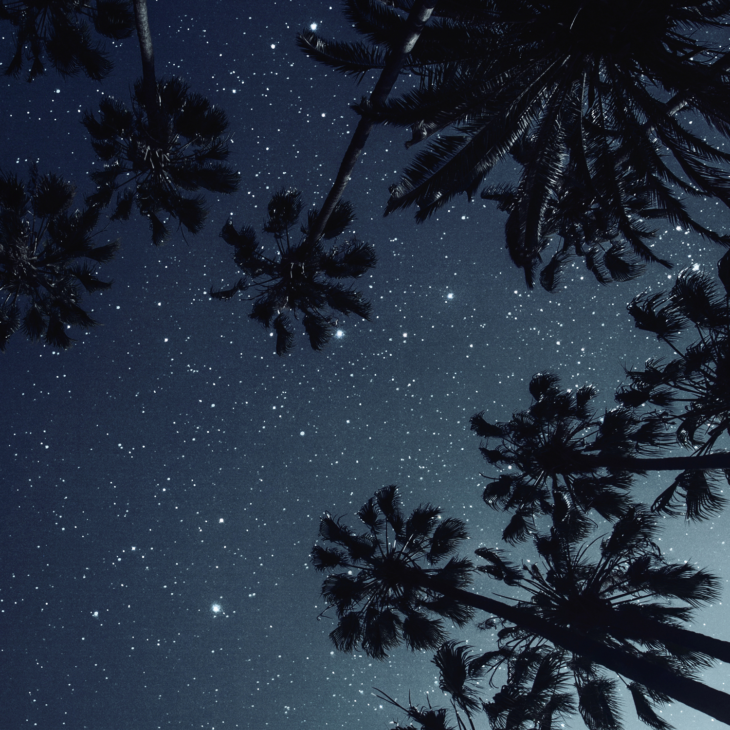 Palm Trees Night Sky Stars Moon Leggings