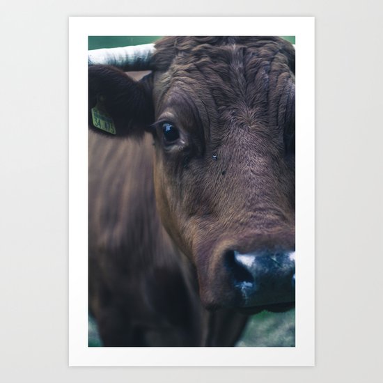 Cow Art Print