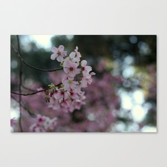 Blooming sacura Canvas Print