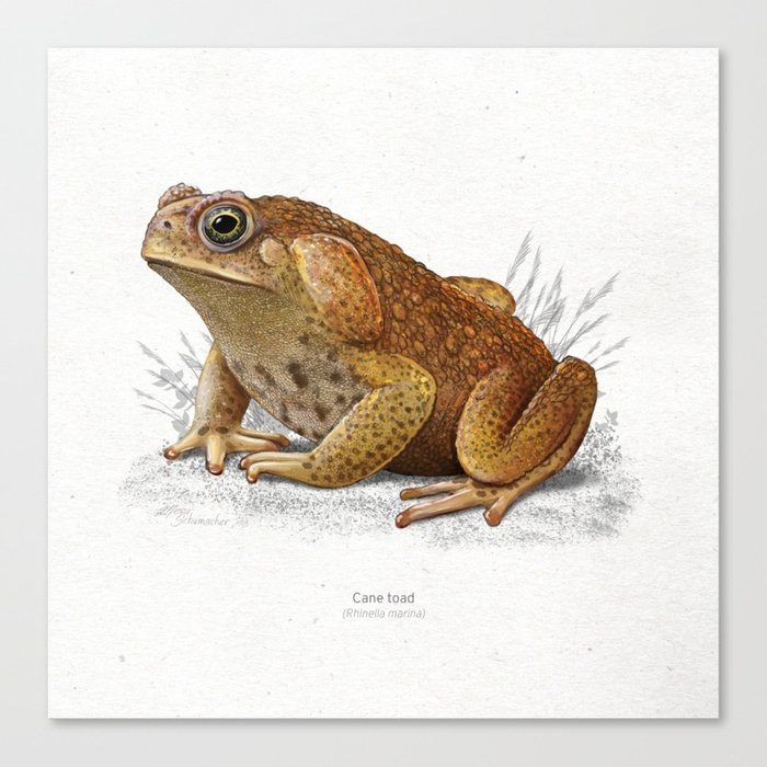 Cane toad scientific illustration art print Canvas Print