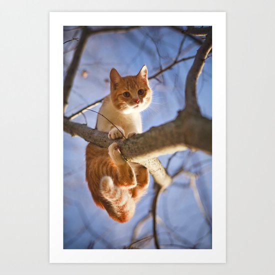 Orange cat and the blue sky Art Print