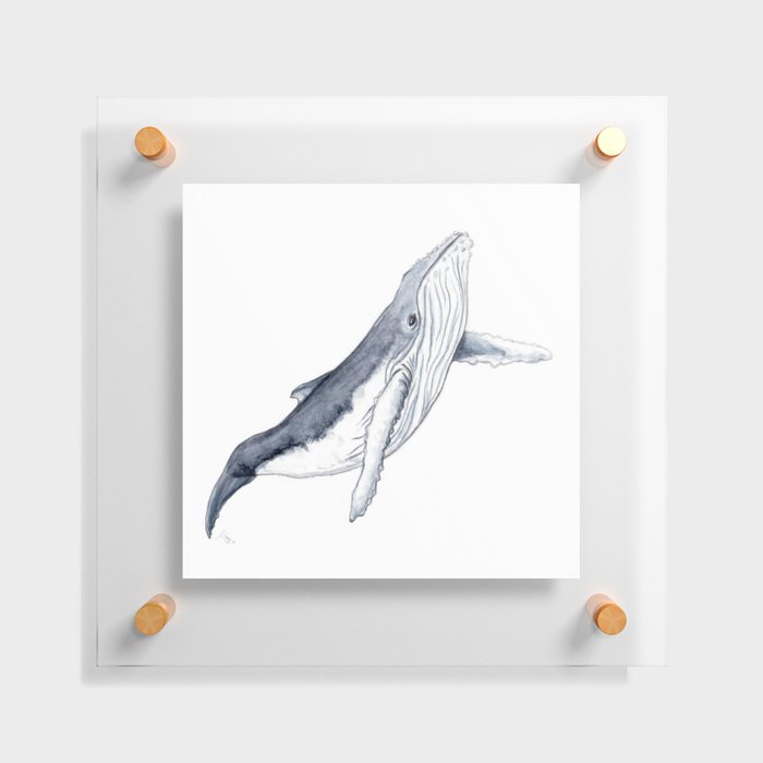 Baby humpback whale for children kid baby Floating Acrylic Print