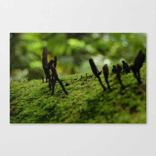 Hongos Canvas Print