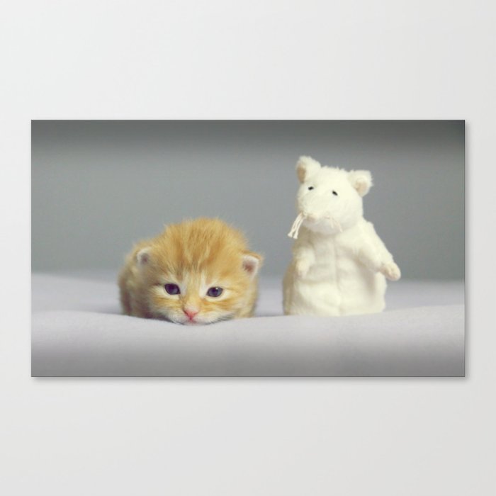 Cat Canvas Print