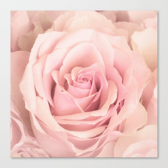A rose is a rose - Wonderful pink Rose flower Canvas Print