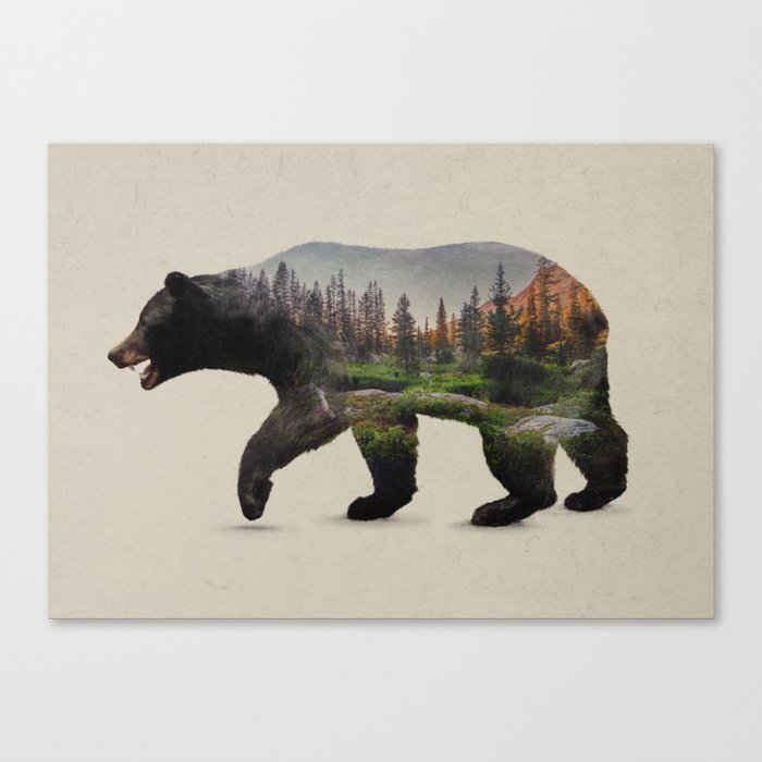 The North American Black Bear Canvas Print