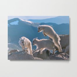 Kids - Mountain Goats Metal Print | Nannyandkid, Photo, Kids, Fur, Goats, Mountaingoats, Mountains, Olenaart, White, Family 