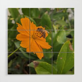 Bee Visiting Orange Cosmo  Wood Wall Art